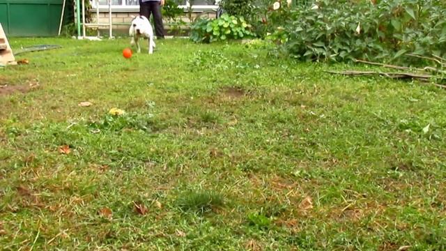 Питбуль и удочка, кувырок, лайкер смотреть онлайн