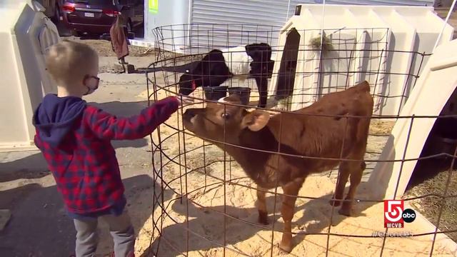 How to care for puppies and calves смотреть онлайн