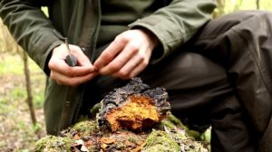 Советы по выживанию в лесу и бушкрафту