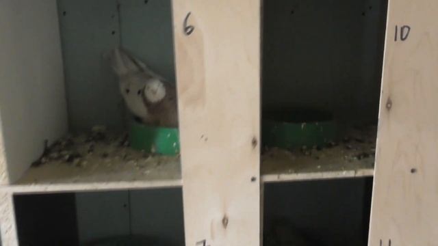 Первые птенцы 2021 года