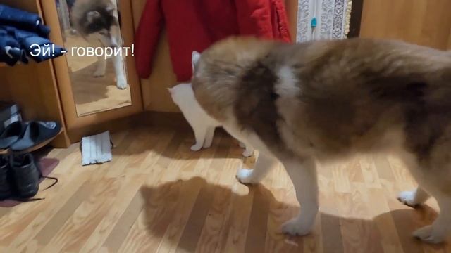 Как хаски играет с кошкой. Хаски Граф "достает" кошку! смотреть онлайн