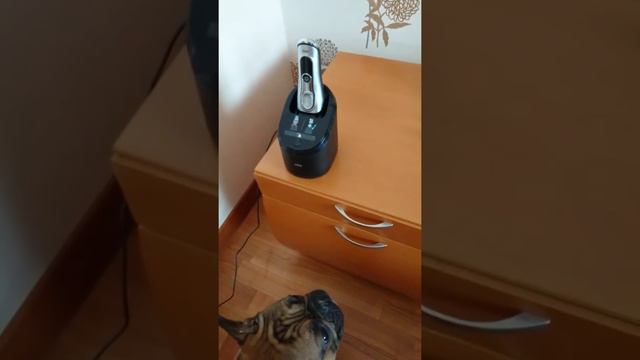 Бульдог не любит Braun смотреть онлайн