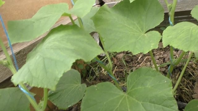 НЕ ДОПУСКАЙ ЭТУ ОШИБКУ ПРИ ФОРМИРОВАНИИ ОГРЦОВ - удаляй все пасынки и усы! смотреть онлайн