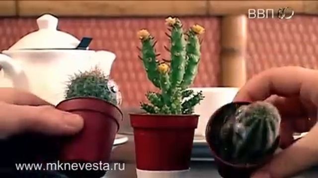 Свадебный фотограф и оператор смотреть онлайн