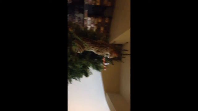 Rikku's first Christmas tree (F2 Savannah cat) смотреть онлайн