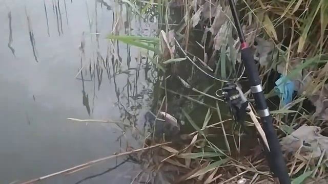 река Понура Станица Калининская Краснодарский край 16 июля 2020 год смотреть онлайн