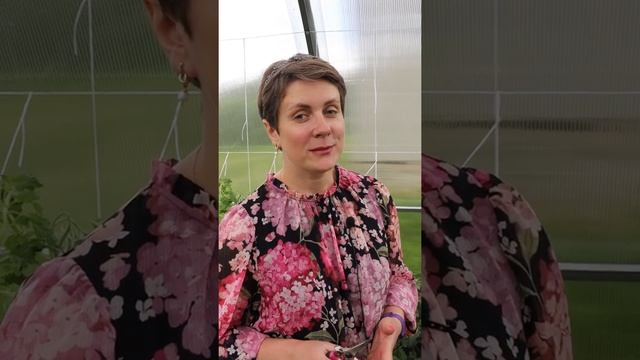 Жируют томаты? Есть решение! смотреть онлайн