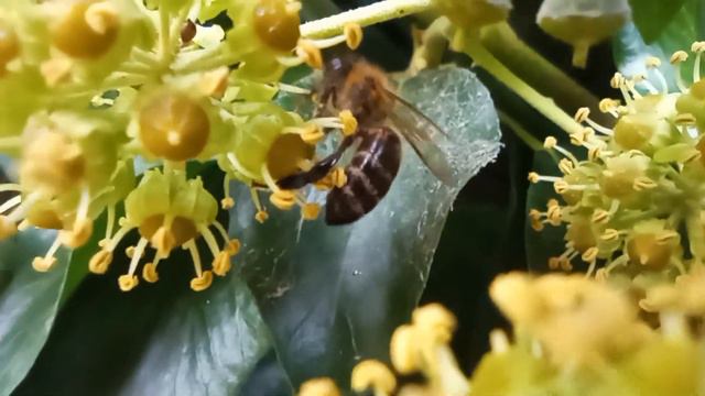🐝🐝🐝 IVY BEES / Пчелы и плющ #ivy #bee смотреть онлайн