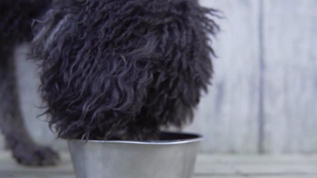 An Amazing Designer Breed - Bell Griffin Dogs смотреть онлайн
