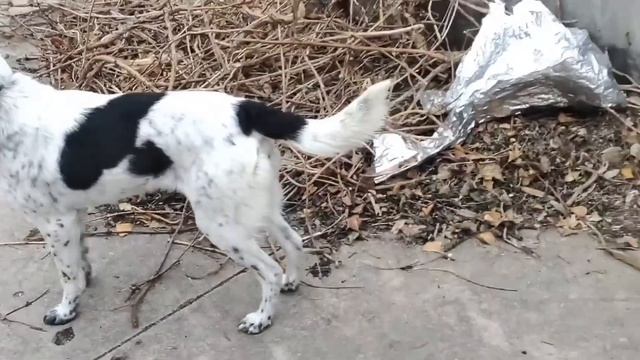 Feed these poor little dogs, they are already barking with hunger, walk the dogs, they are so happy смотреть онлайн