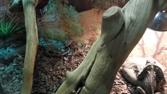 ПЛАЩЕНОСНАЯ ЯЩЕРИЦА смотреть онлайн