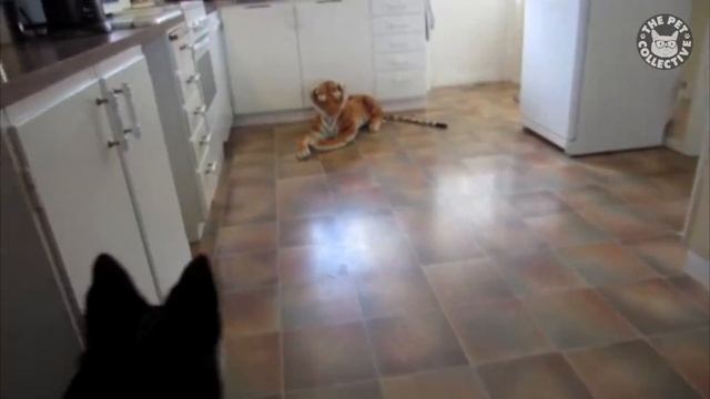 Funniest Confused Pets Compilation | Funny Pet Videos смотреть онлайн