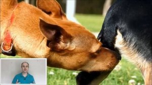 Почему собака ездит на попе по полу, параанальные железы