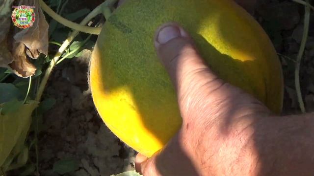 Что за сорт дынь с весом в 4,5 килограмма растёт на нашем огороде? смотреть онлайн