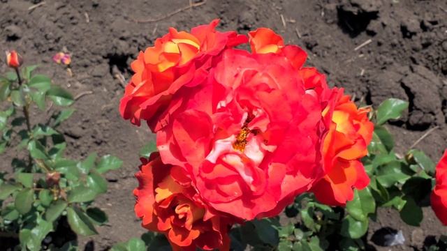 Роза Coffee Break (Кофе Брейк) Tantau