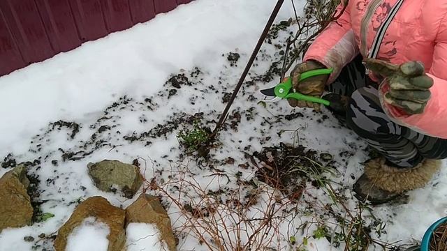 БУДЛЕЯ В СИБИРИ .ОБРЕЗКА И УКРЫТИЕ БУДЛЕИ. смотреть онлайн