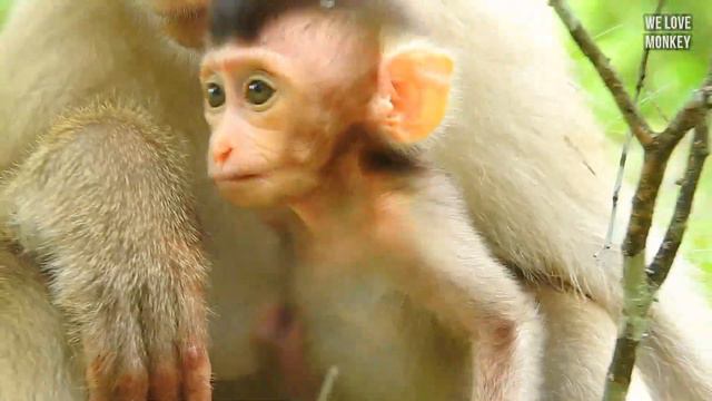 Mommy Rose's Milk Is Very Sweet So How Can Baby Monkey Rex Stop Milk? Maybe Rex Is Hard For Weaning