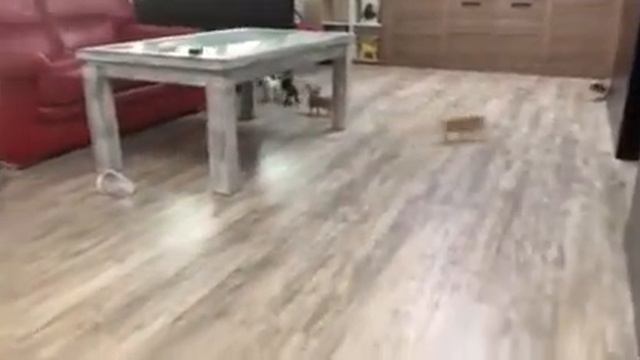 чихуахуа смотреть онлайн