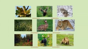 Природные зоны России