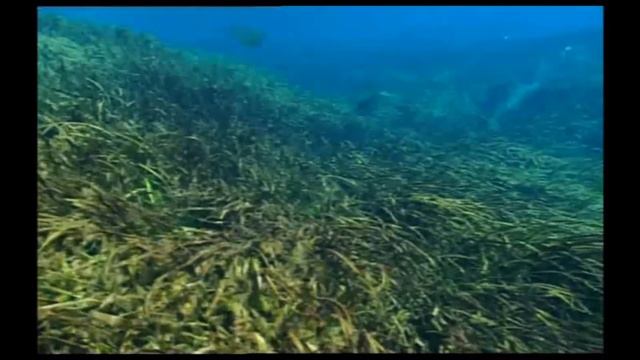 TRILOGY OF LIFE - Walking with Beasts - "Ambulocetus" смотреть онлайн