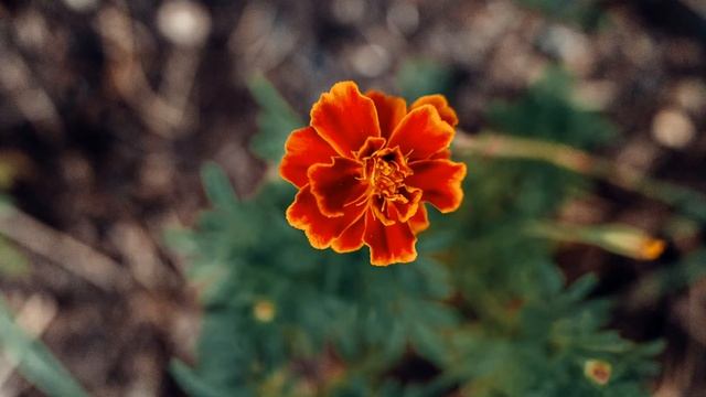 Ricoh GR3: примеры фото в макрорежиме смотреть онлайн