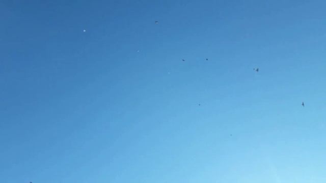 николаевские голуби полёт на работе смотреть онлайн