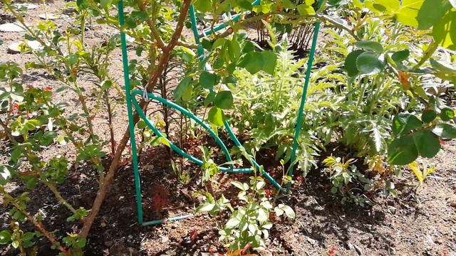 Лето пришло! июнь 2022 год. 🌺🌼🌸 смотреть онлайн