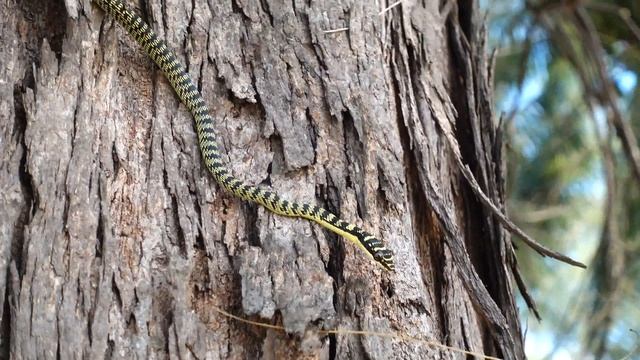 Гармонии Звуков