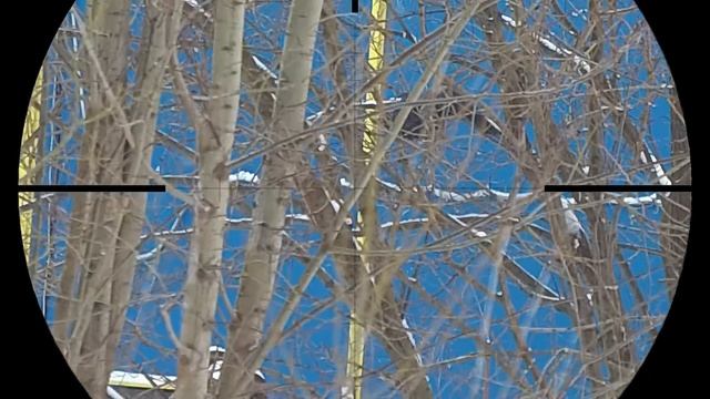 Январский Ассорти. Охота на Ворону. Crow Hunting 2022. Кроухантинг. Jack Hunter. смотреть онлайн