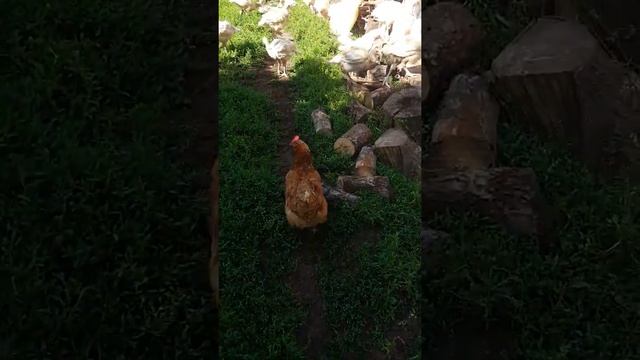 Индюки Хайбрид 2 месяца выращивание в Беларуси смотреть онлайн