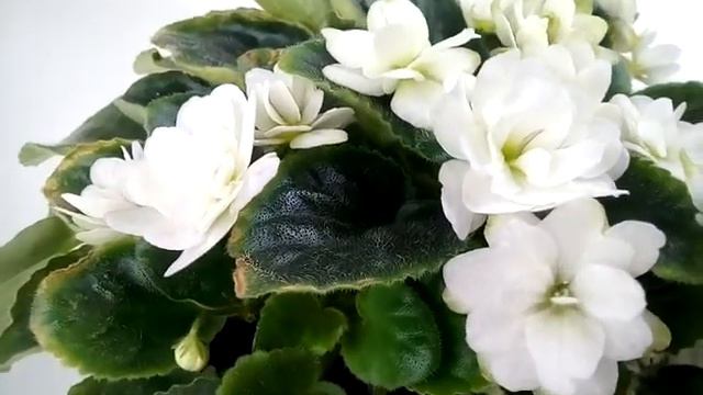 Senk's Alchemy Parakeet фіалка напівмінітрейлер смотреть онлайн