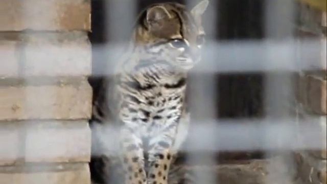 Margays (Leopardus Wiedii) @ ARTIS Zoo смотреть онлайн