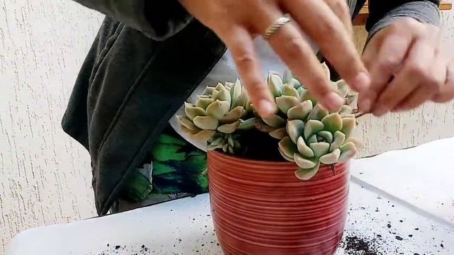SUCULENTAS DE SOL - GRAPTOVERIA FANTOME E ECHEVERIA SECUNDA- dicas de cultivo🙂 смотреть онлайн