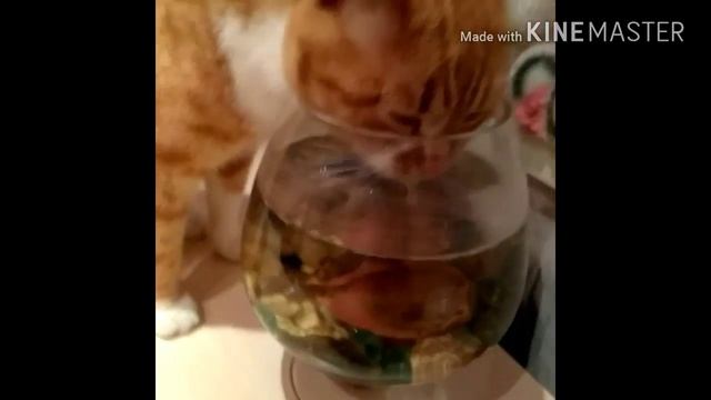 Кот Тимоша пйот воду из аквариума смотреть онлайн
