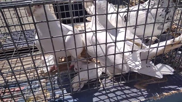 Ярмарка голубей, декоративной и домашней птицы. п.г.т.Раздольное 15.05.21. смотреть онлайн