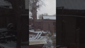 Чем кормить и когда забивать гусей