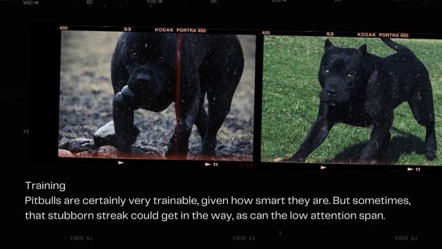 Black Pitbull Dog Breed Profile: Almost like a black panther смотреть онлайн