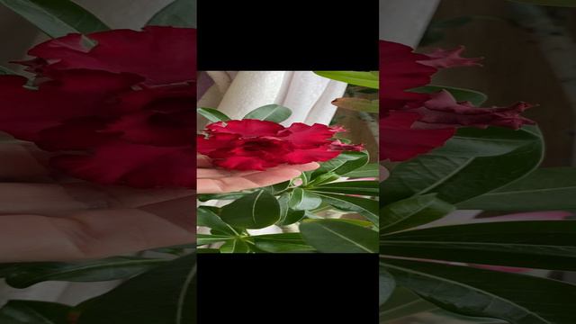 Потрясающе красивый бутон от растишки, выращенного из семян. 18 августа 2021 г. смотреть онлайн