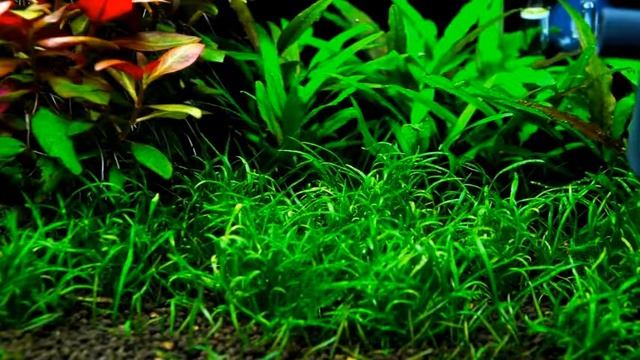 Plantas Aquáticas - Alternanthera Reineckii Splendida - Plantas para Fundo de Aquários смотреть онлайн