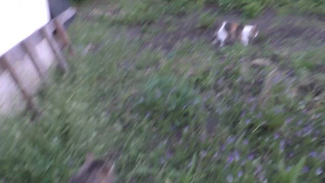 ЛИСКА ВОЮЕТ С СОСЕДСКИМ КОТОМ смотреть онлайн