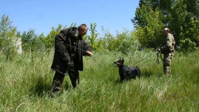 Доберман - защита хозяина | Doberman protection of the owner смотреть онлайн