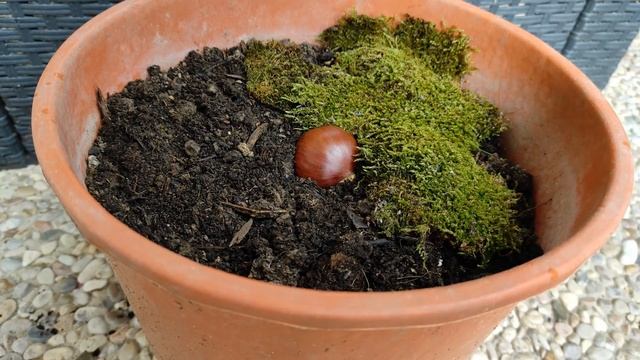 COME SEMINARE LA CASTAGNA, sembrar castañas, sow the chestnut смотреть онлайн
