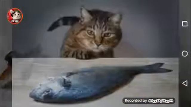 «Кушать подано» Еда для кошек смотреть онлайн