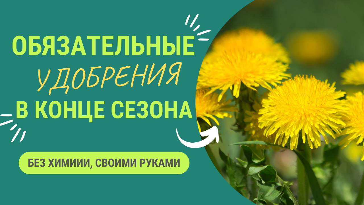 ОБЯЗАТЕЛЬНОЕ УДОБРЕНИЕ
НА КОНЕЦ СЕЗОНА смотреть онлайн