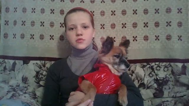 Как выгуливать и купать собаку. смотреть онлайн