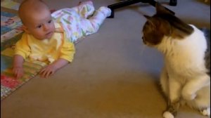 Коты любят играть с детьми!