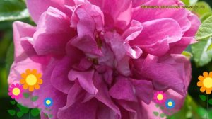 Роза парковая Ханза. Краткий обзор, описание характеристик, где купить саженцы Hansa