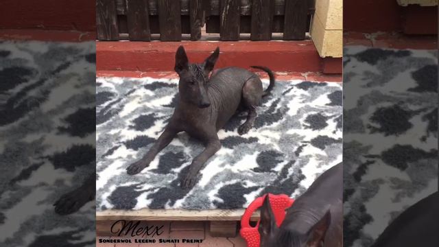 Лучший Ксоло смотреть онлайн