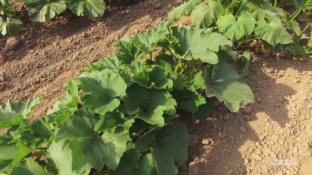 Вирощування штірійського гарбуза Golden kern смотреть онлайн