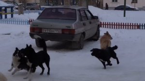 собачья свадьба